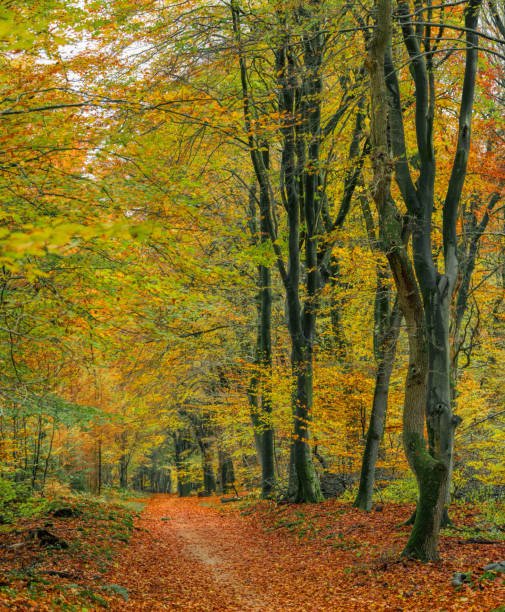 istock Footpath through forest in autumn leaf colors 881586940