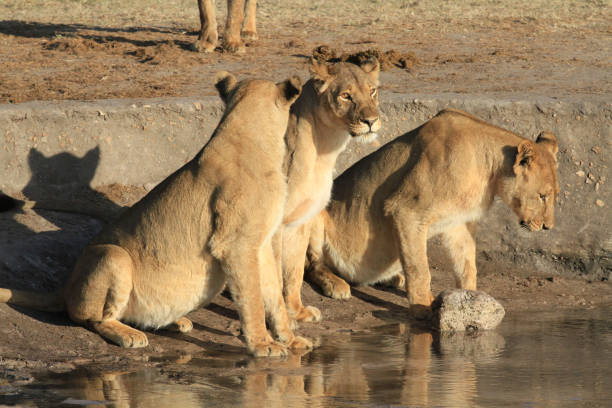 istock Lions @ Hwange National Park - Zimbabwe 881591696