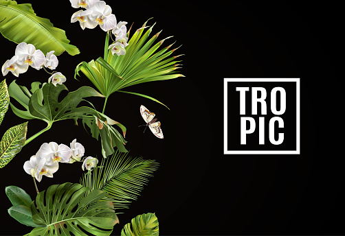 Vector botanical horizontal banner with tropical leaves ,flowers and butterflies on black. Design for cosmetics, spa, health care products, travel company. Can be used as summer background