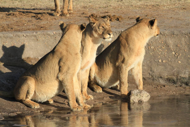 istock Lions @ Hwange National Park - Zimbabwe 881592048