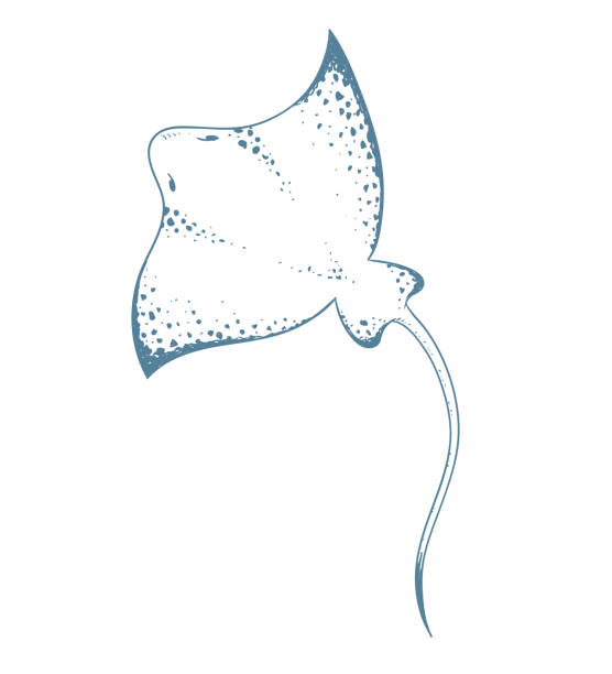 illustrations, cliparts, dessins animés et icônes de ray de diable. illustration vectorielle. - manta ray