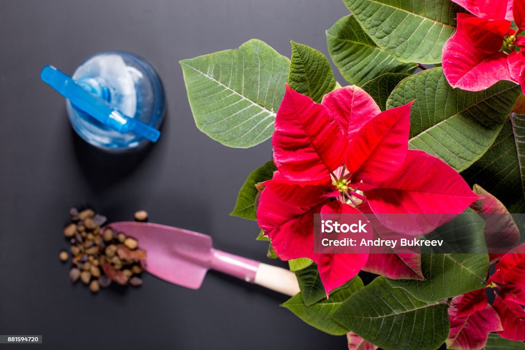 A flower Poinsettia On the image is a flower Christmas star, another name is Poinsettia and tools for the care of indoor plants. In the picture there is a flower and dirt for plants. Poinsettia Stock Photo