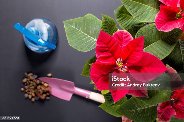 A Flower Poinsettia Stock Photo - Download Image Now - Poinsettia, Watering, Care