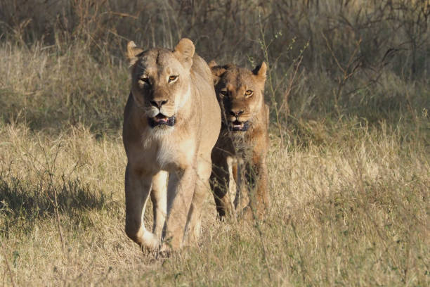 istock Lions @ Hwange National Park - Zimbabwe 881603864