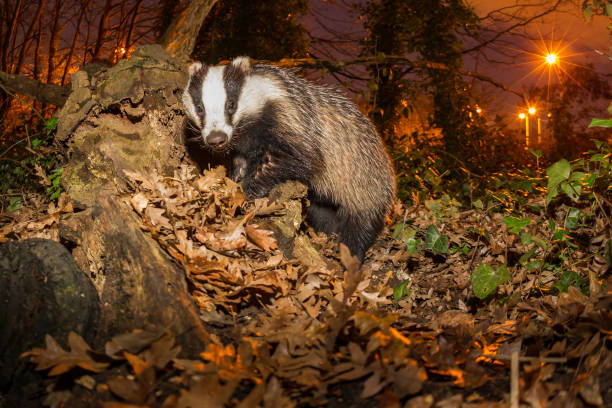 European badger (Meles meles) London Badger- Urban Wildlife richmond park stock pictures, royalty-free photos & images