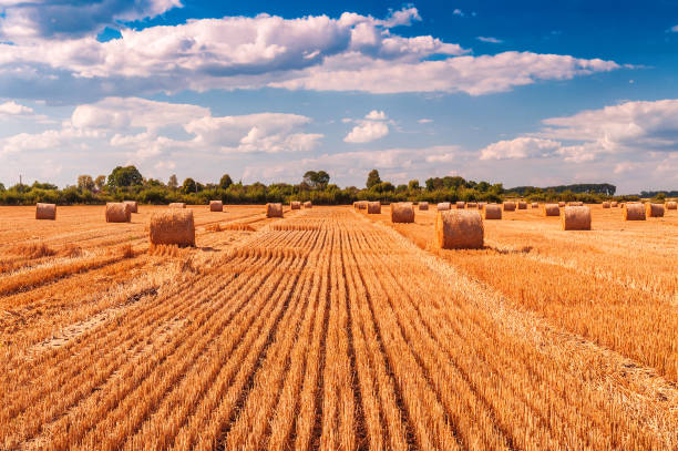 istock bales of dry straw 881609624