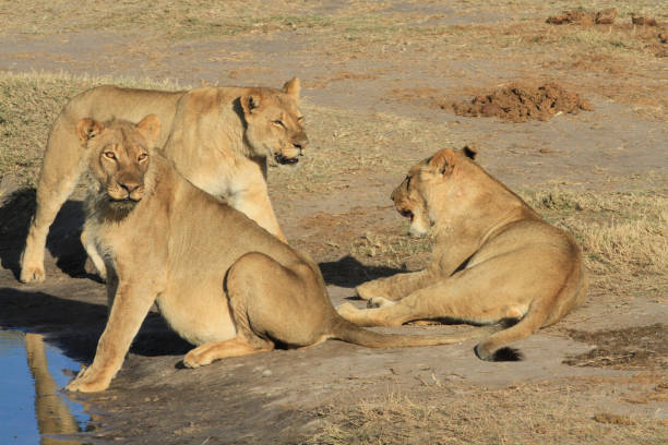 istock Lions @ Hwange National Park - Zimbabwe 881610338