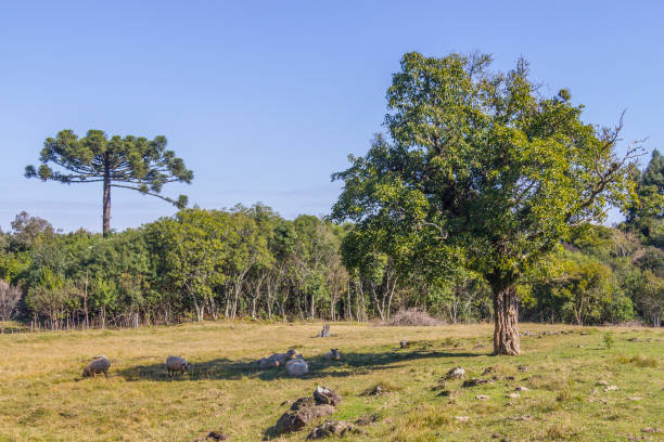 istock Sheeps in Farm field and forest in Gramado 881610574
