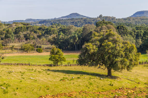 istock Plantation, Forest and mountains in Gramado 881614800