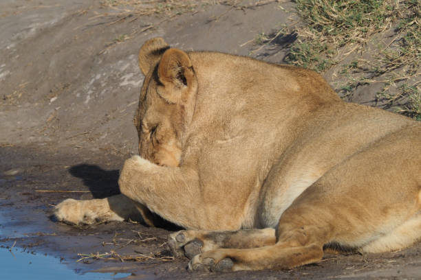 istock Lions @ Hwange National Park - Zimbabwe 881617138