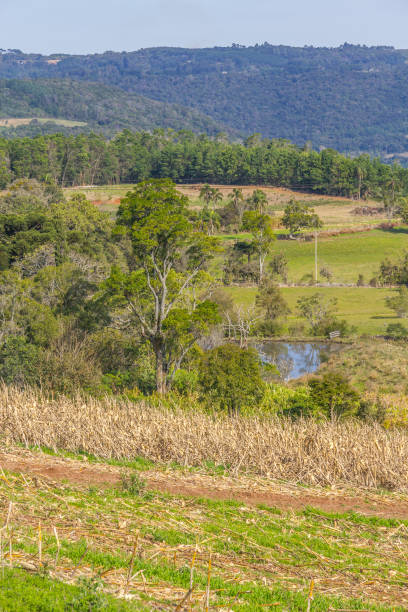 istock Farm, Forest and mountains in Gramado 881617362