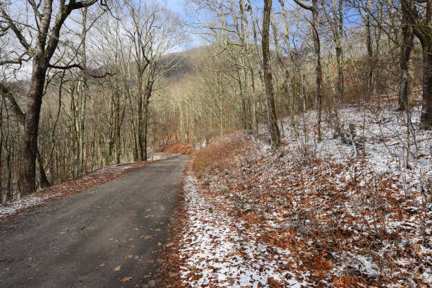 istock Canopy road with frost on leafless trees in forest 881617674