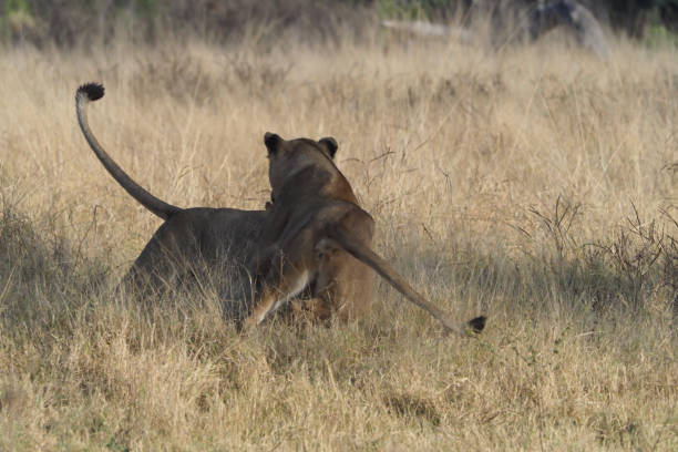 istock Lions @ Hwange National Park - Zimbabwe 881617760
