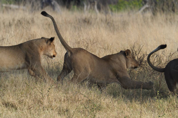 istock Lions @ Hwange National Park - Zimbabwe 881619950