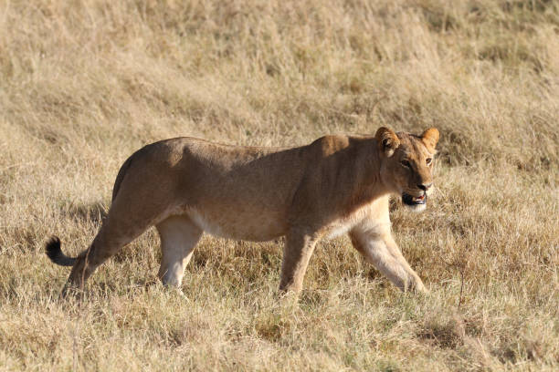 istock Lions @ Hwange National Park - Zimbabwe 881621764