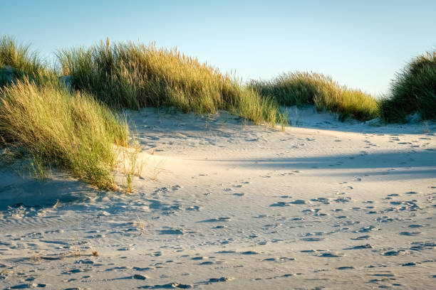 istock The sun is setting on the beach of Schiermonnikoog (Netherlands) 881638318