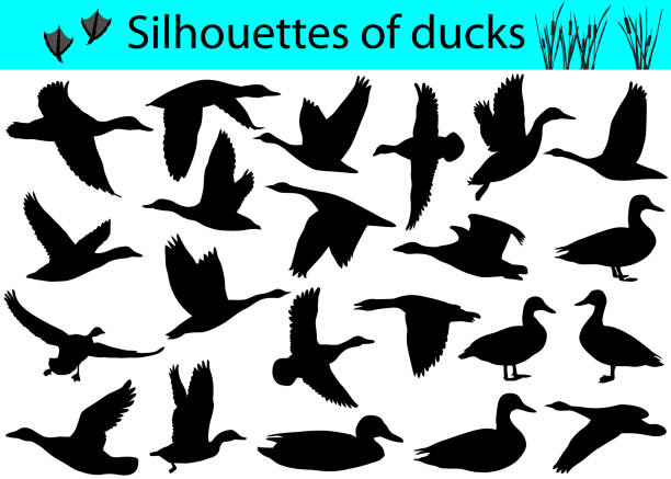 Silhouettes of ducks Collection of silhouettes of ducks ornithology stock illustrations