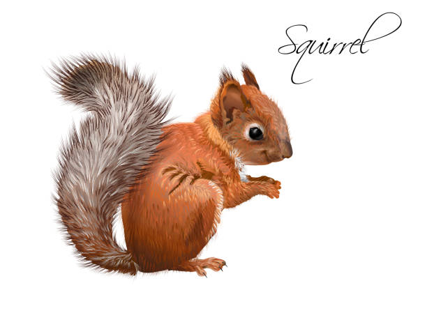 realistische darstellung der eichhörnchen - eichhörnchen stock-grafiken, -clipart, -cartoons und -symbole