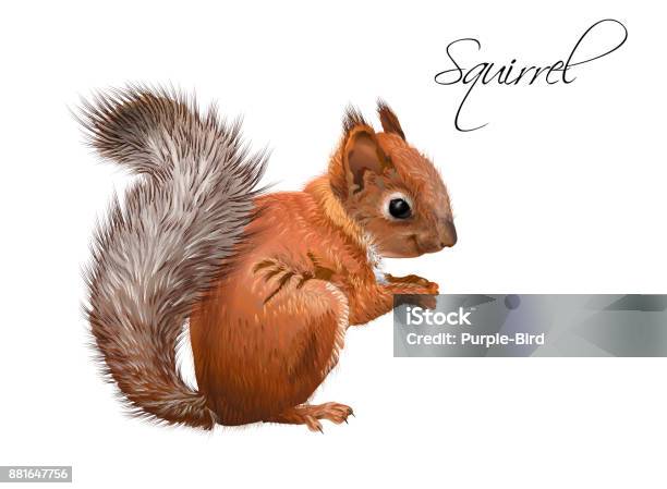 Vetores de Ilustração Realista De Esquilo e mais imagens de Esquilo - Esquilo, Ilustração e Pintura, Outono