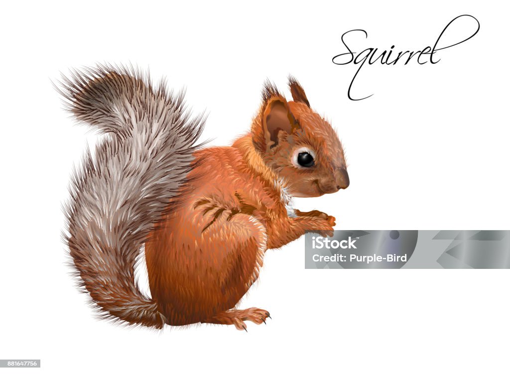 Squirrel realistic illustration Vector realistic illustration of little cute squirrel isolated on white background. Winter design element for christmas, new year,sweets packaging. Can be used for greeting card, poster, web page Squirrel stock vector