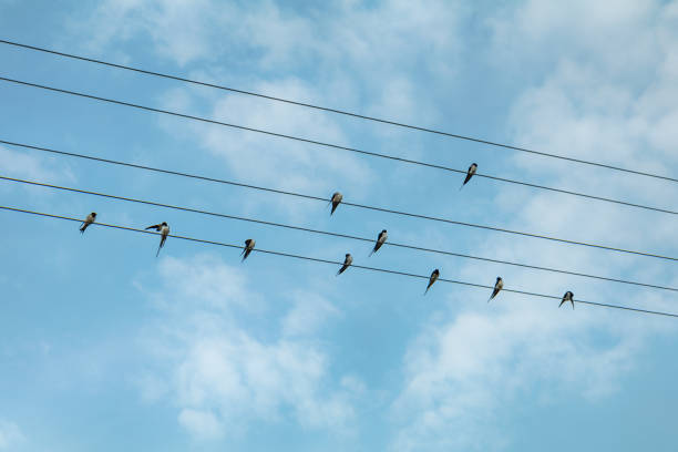 istock Swallow birds on power lines 881648670