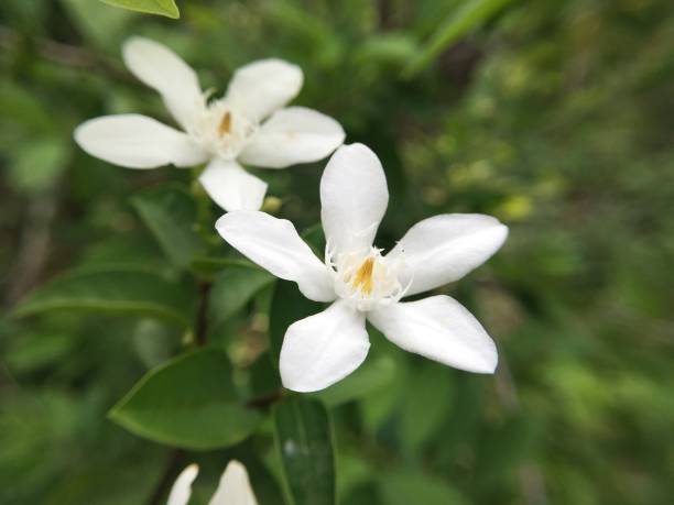 istock Wrightia antidysenterica flower in nature garden 881649168