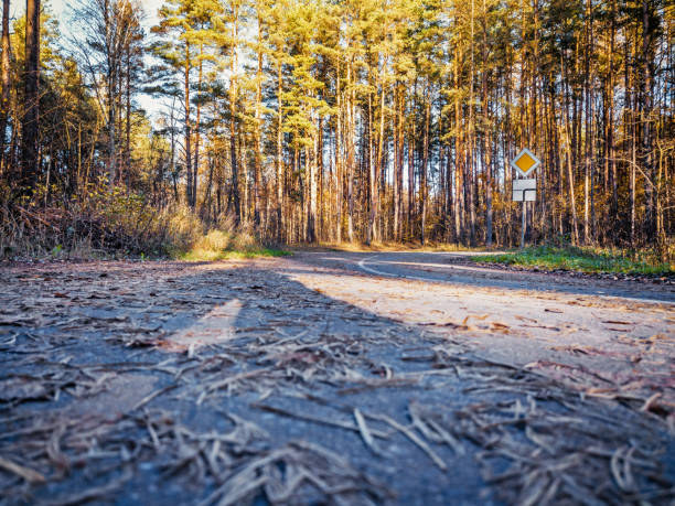 View of autumn forest with a road.
