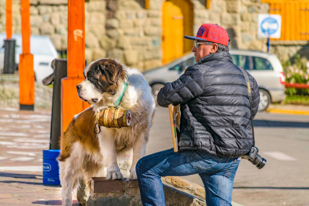 san bernard dog, bariloche, argentina - bariloche argentina business patagonia foto e immagini stock