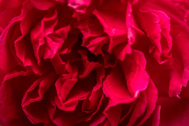 istock red rose in garden 881663882