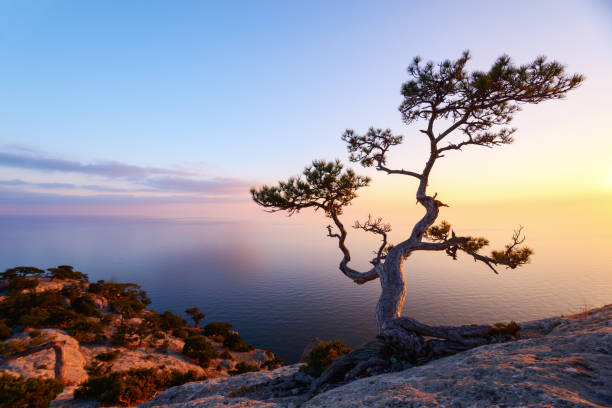 istock Alone tree on the edge of the cliff 881664426