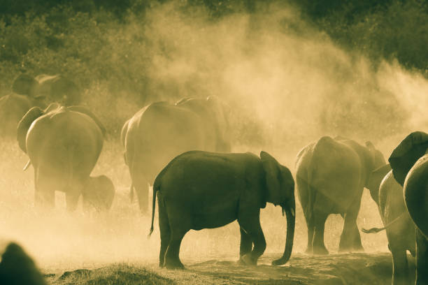 istock Hwange National Park - Zimbabwe, Part 1 881672064