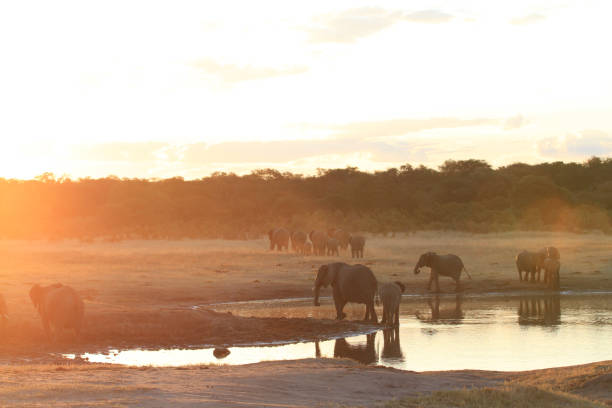 istock Hwange National Park - Zimbabwe, Part 1 881676870