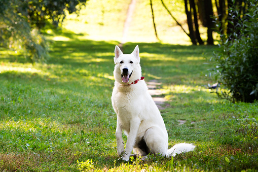 White Swiss shepherd dog in the forest