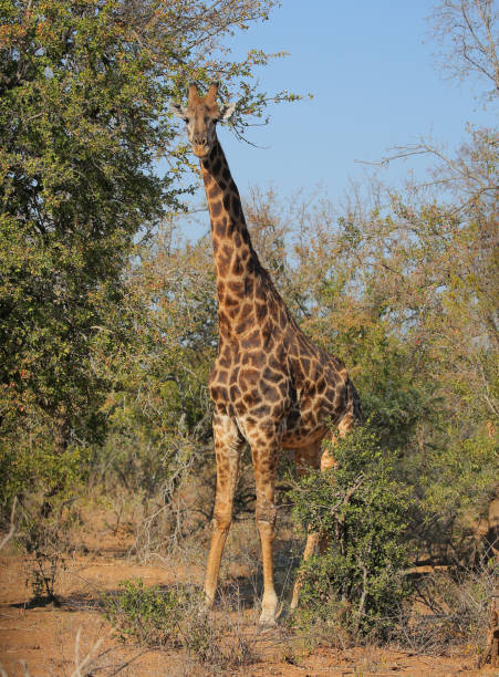 istock Giraffe in Kruger National Park 881677358