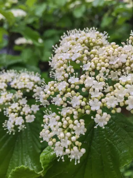 This is a Viburnum japonicum photo.This flower features a small petal.