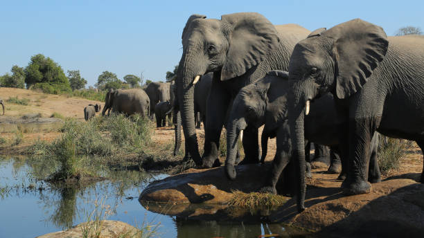 istock Elephants in Kruger National Park 881687884