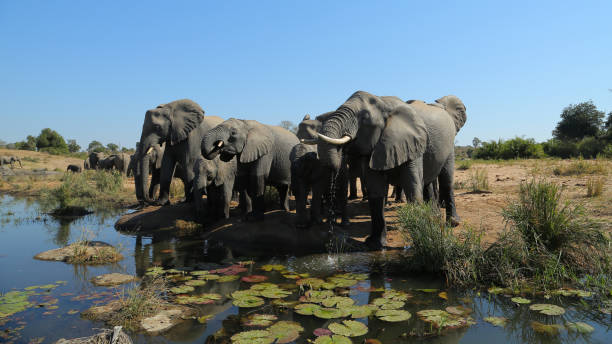 istock Elephants in Kruger National Park 881693800