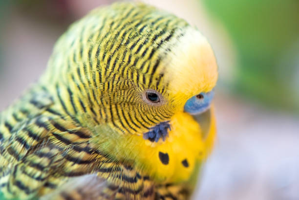 Green budgerigar parrot close up head portrait on blurred  background. Cute budgy.