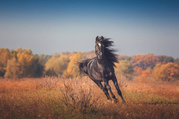 秋の木々 や空を背景に黒いアラビア馬を実行します。 - arabian horse ストックフォトと画像