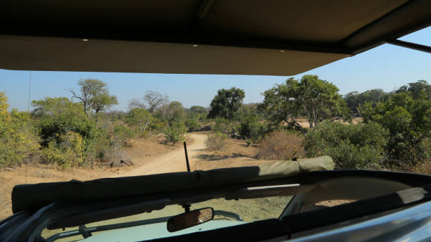istock Safari in Kruger National Park 881700240