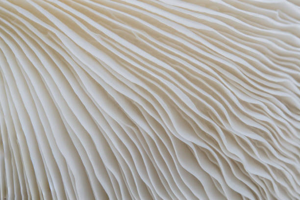 istock background macro of Sajor-caju Mushroom plants 881703066