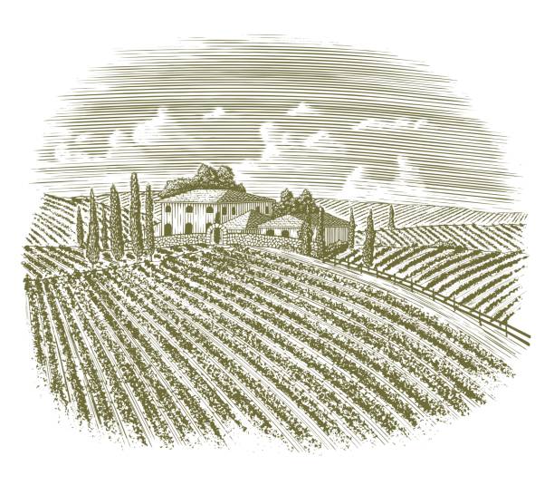illustrations, cliparts, dessins animés et icônes de gravure sur bois vintage vignoble italien - vignoble