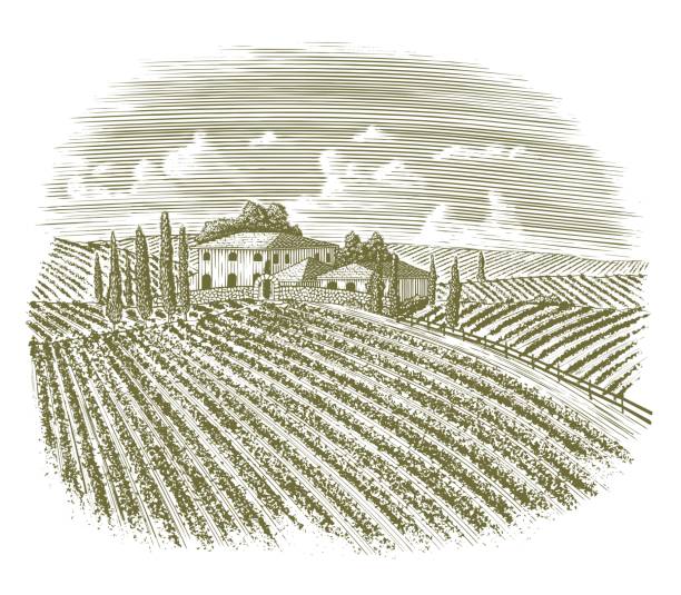 Woodcut Vintage Italian Vineyard vector art illustration