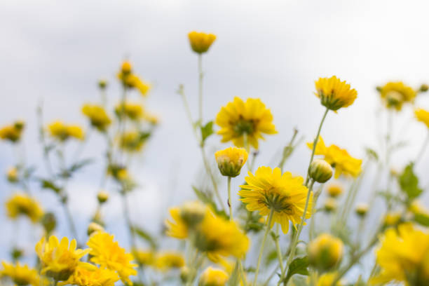 istock chrysanthemum flower in garden 881703418