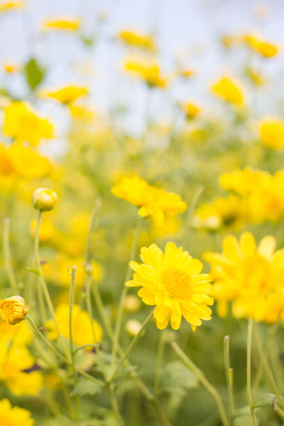 istock chrysanthemum flower in garden 881706512