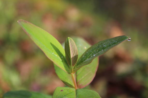 istock Beautiful portrait image of forest small plant 881706616