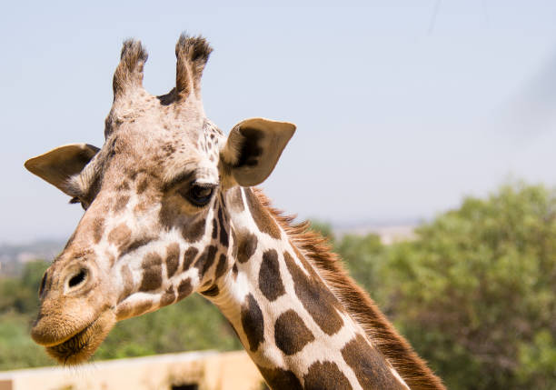 istock giraffe head next to the leaves 881707380