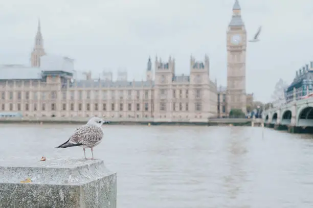 Stock photo of seagull with Big Ben in the background.