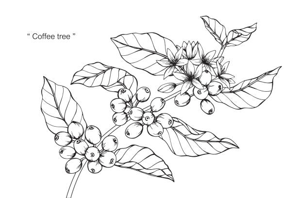 ilustraciones, imágenes clip art, dibujos animados e iconos de stock de dibujo de la flor café. - coffee plant