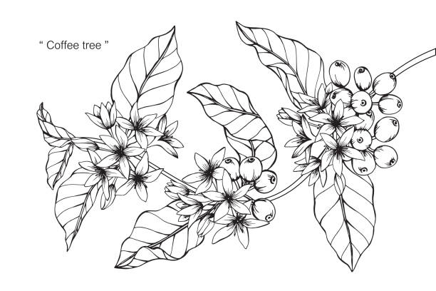 Kaffe Ritning 1 000+ Kaffeplanta Illustrationer bildbanksillustrationer, royaltyfri ...